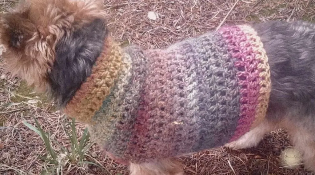 Yorkshire Terrier modeling a striped crochet dog sweater