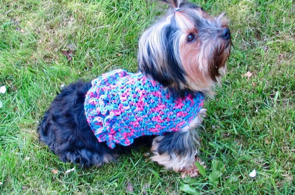 Small Dog Sweater with Ruffles by www.itchinforsomestitchin.com