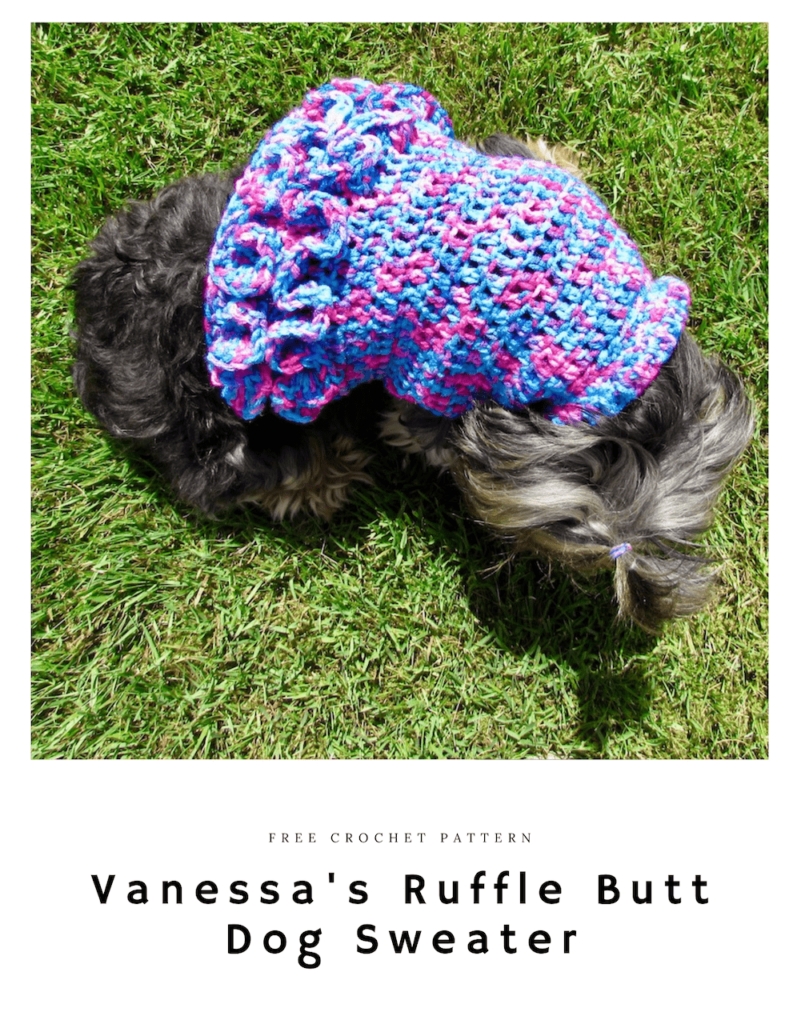 Cute Yorkshire Terrier wearing a pink and blue dog sweater with ruffles on the bottom edge