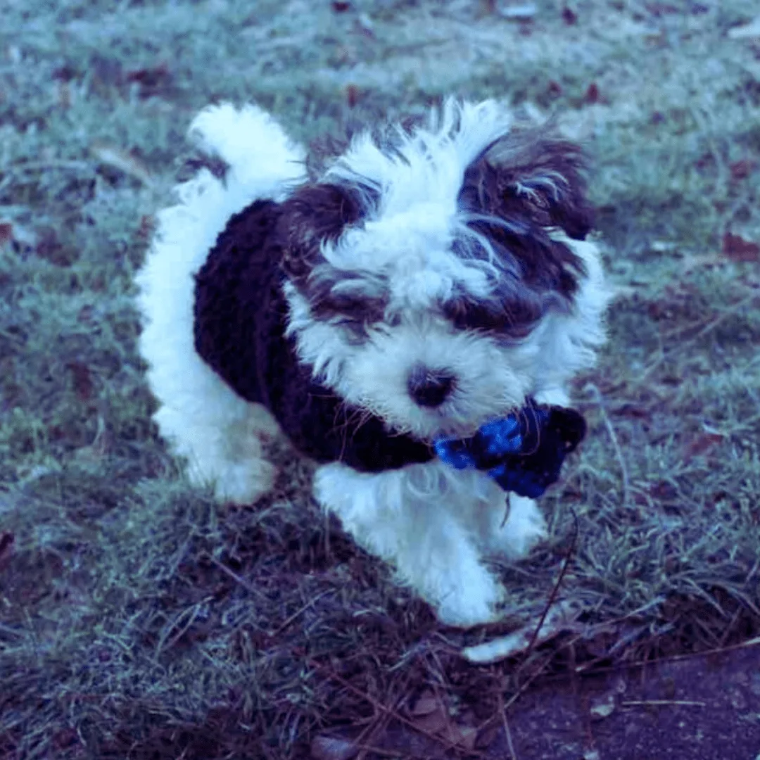 Adorable and Fluffy white puppy jumping while wearing a black crochet sweater with a blue plaid bowtie