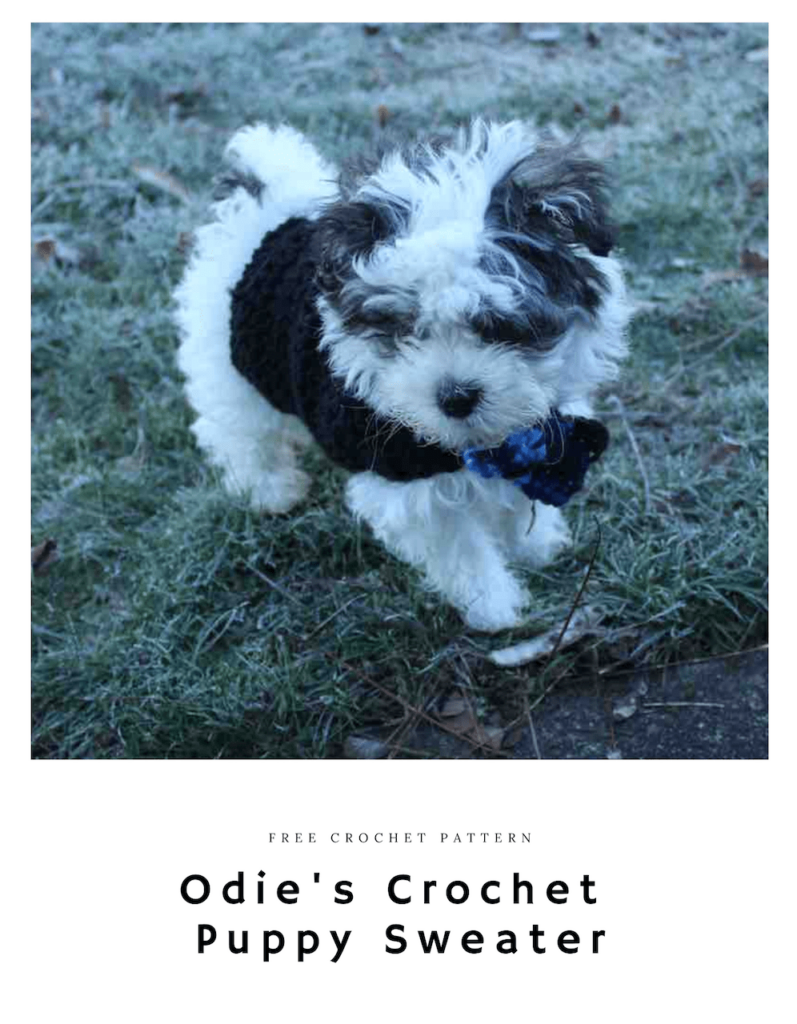 Adorable fluffy puppy running in a black crochet sweater with a blue and black plaid bowtie