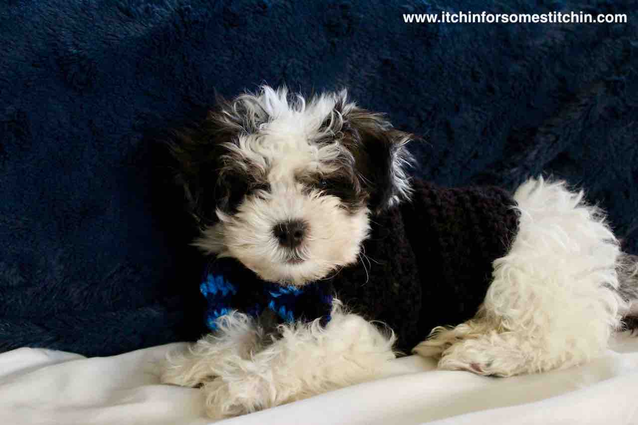 shih tzu jumpers