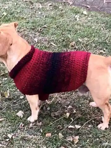 Crochet Dog Sweater Pattern by itchinforsomestitchin.com