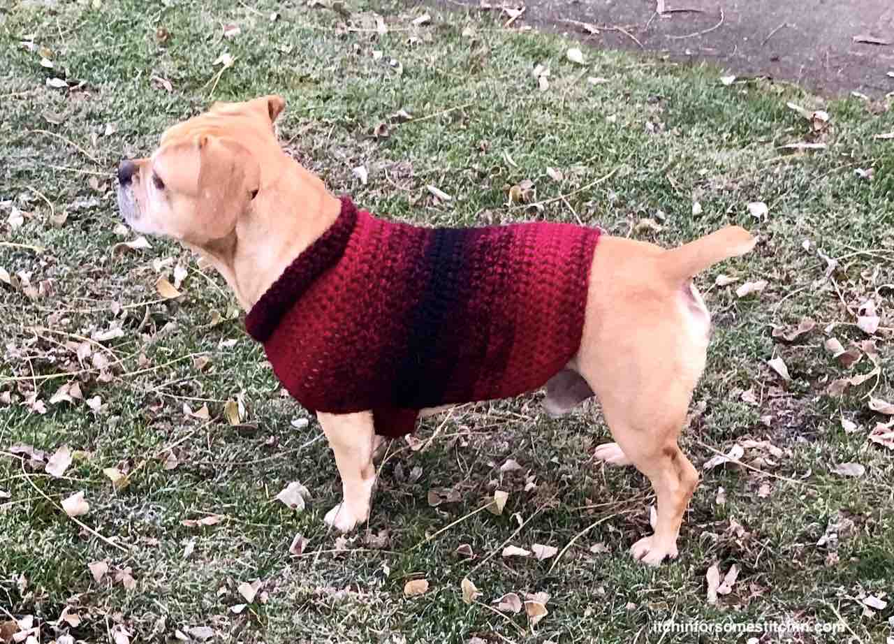 crochet dog vest