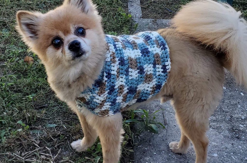 Free Crochet Dog Sweater pattern by www.itchinforsomestitchin.com