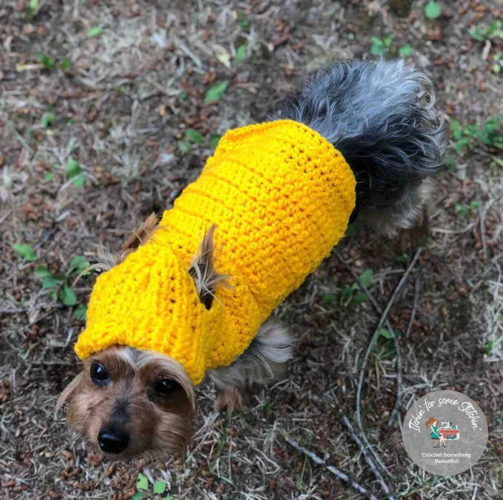 Small Dog Hooded Sweater pattern by itchinforsomestitchin.com