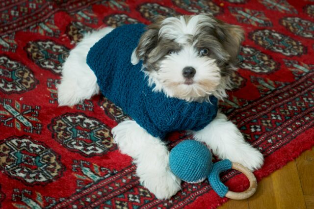 Posh Merino Dog Sweater by Roxy's Crochet