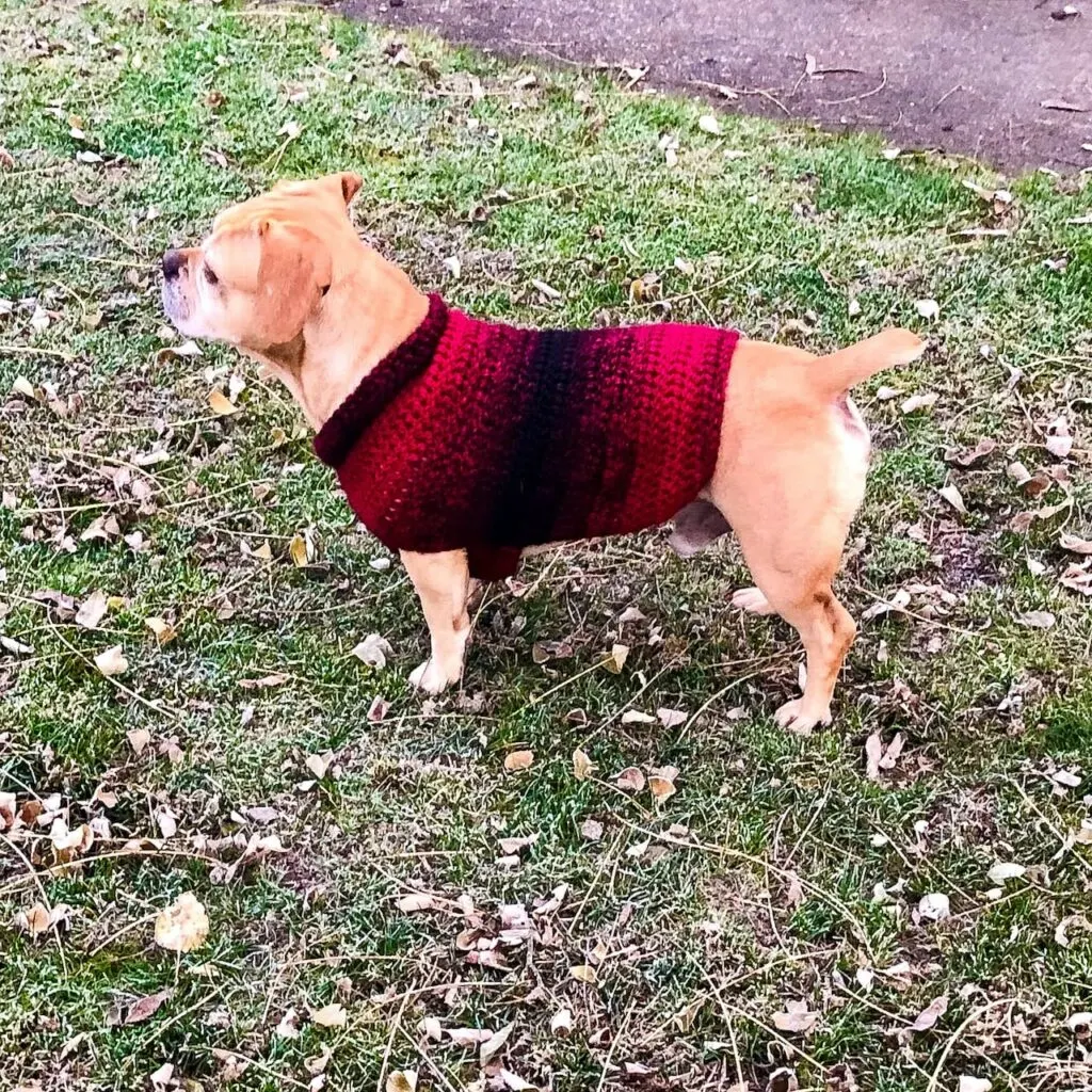 Crochet Quick and Easy Dog Sweater for Medium Dogs