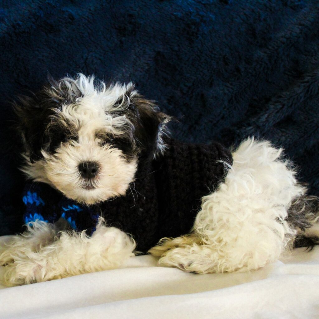 Quick and Easy Crochet Puppy Sweater