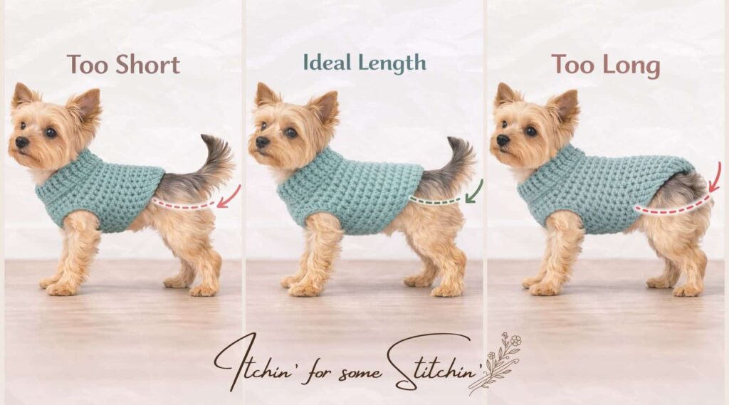 Comparison of dog sweater lengths showing a crochet dog sweater tht is too short, ideal length, and too long on a small dog.