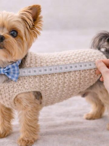 Yorkshire Terrier in a crochet dog sweater being measured along the back to adjust sweater length.
